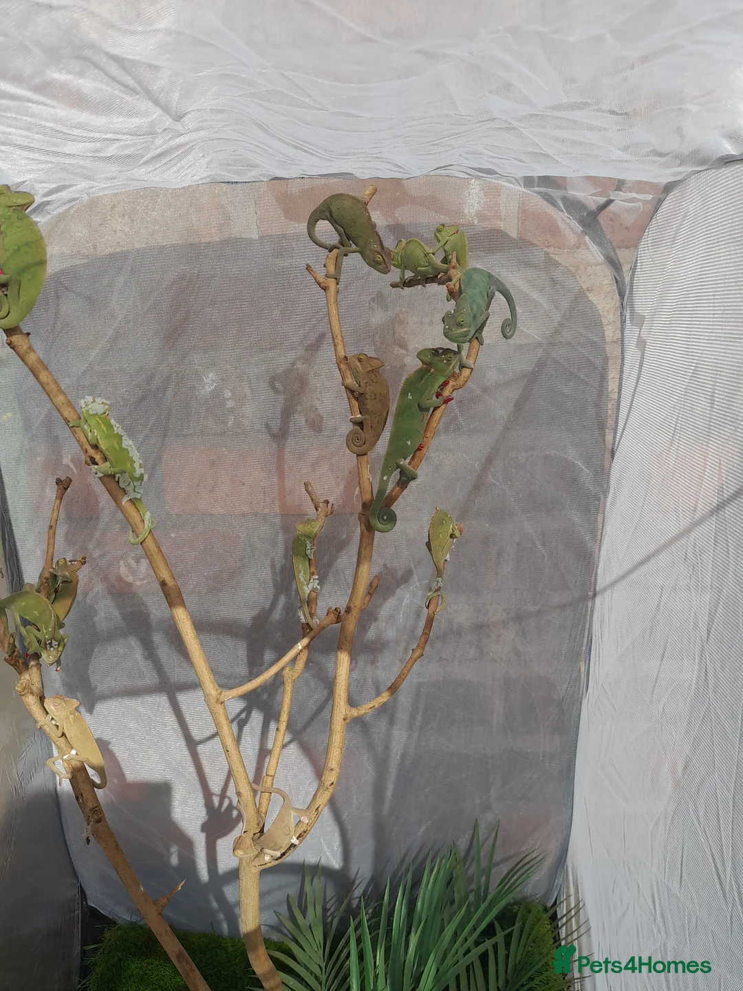 Chameleon reptiles for sale: Veiled chameleons  - Advert 14