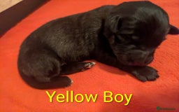 Mixed Breed dogs for sale: Golden Shepherd puppies  - Image 20