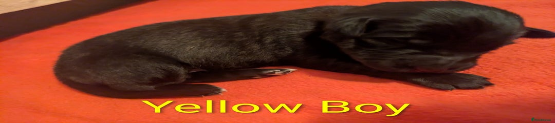 Yellow Boy 
