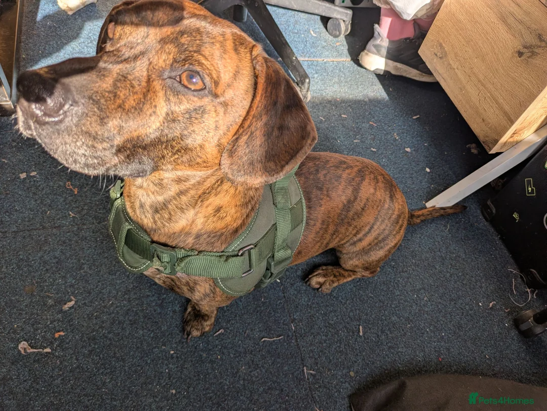 Mixed Breed dogs for sale: Needs a capable home - milo - Advert 2
