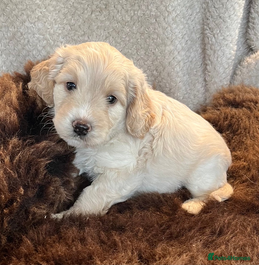 Cockapoo dogs for sale: Stunning F1 Cockapoos  - Advert 16