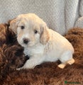 Cockapoo Puppy 6