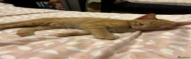 Ginger Male Kitten