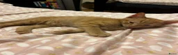 Mixed Breed cats for sale: 🐱 4 Kittens & Their Mum Looking for a Loving Home in Enfield - Advert 19