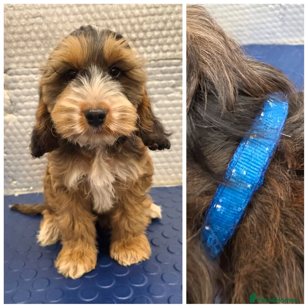 Cockapoo dogs for sale: Stunning F1 Cockapoo puppys  - Advert 2