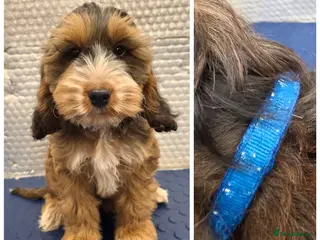 Cockapoo dogs Stunning F1 Cockapoo puppys - Advert 6