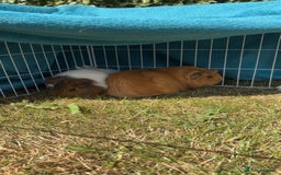 Guinea Pig rodents for sale: Two female guinea pigs £45 each - Image 2