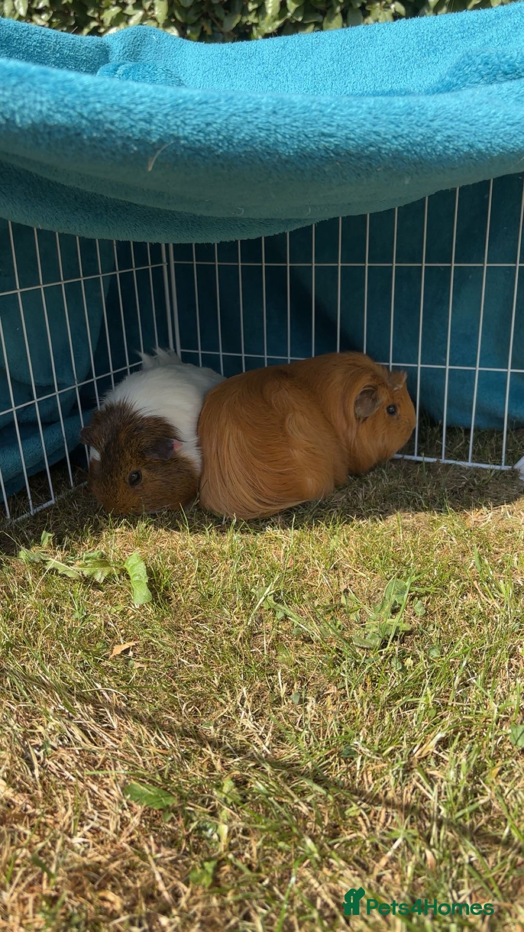 Guinea Pig rodents for sale: Two female guinea pigs £45 each - Image 2