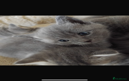 British Longhair cats for sale: 5 silver BSH kittens - Image 3