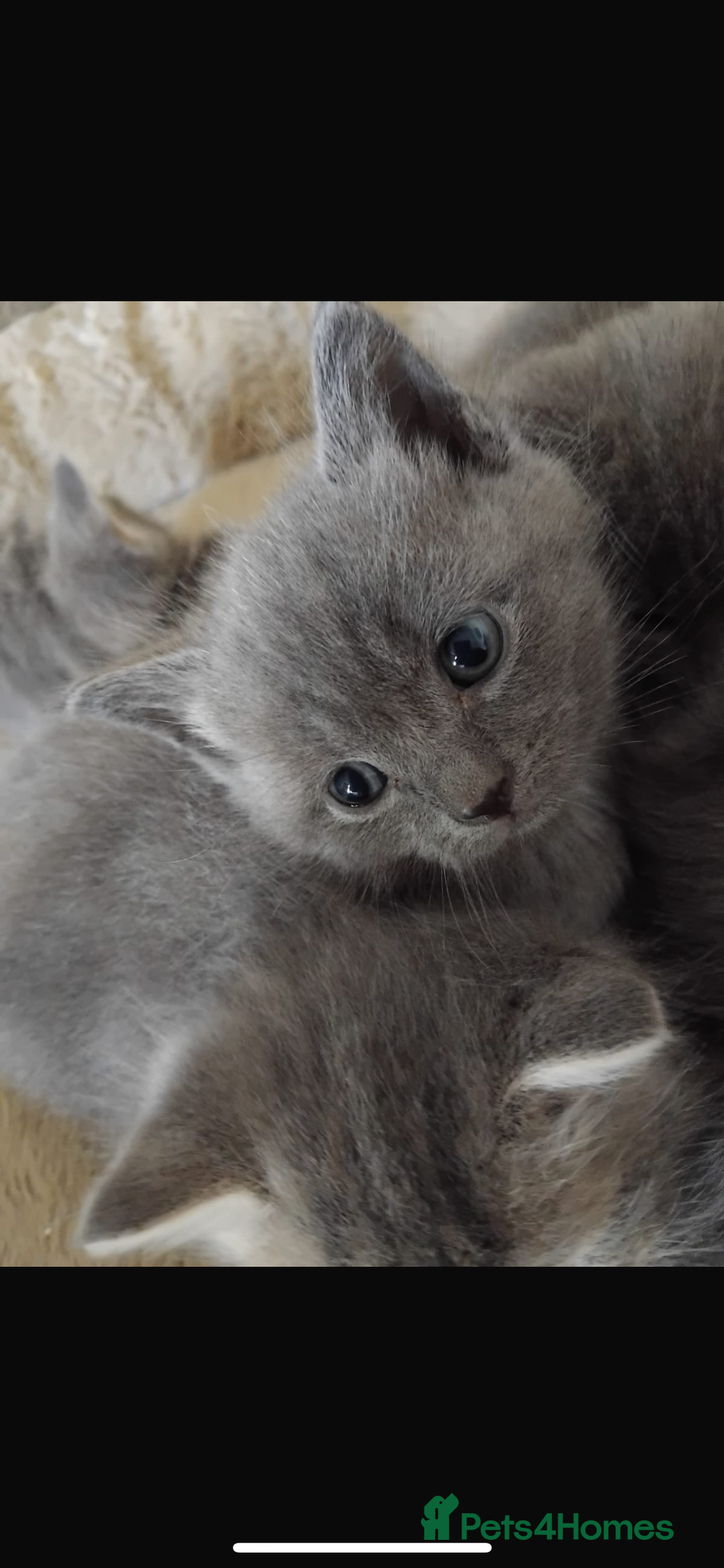 British Longhair cats for sale: 5 silver BSH kittens - Image 3