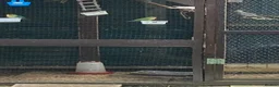 Lovebirds birds for sale: Lovebirds for sale! 🦜 - Advert 9