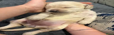 Mozzarella 