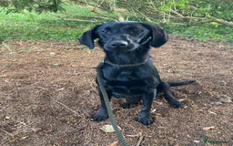 Mixed Breed dogs for sale: Stunning Work Labrador Mix  - Image 5