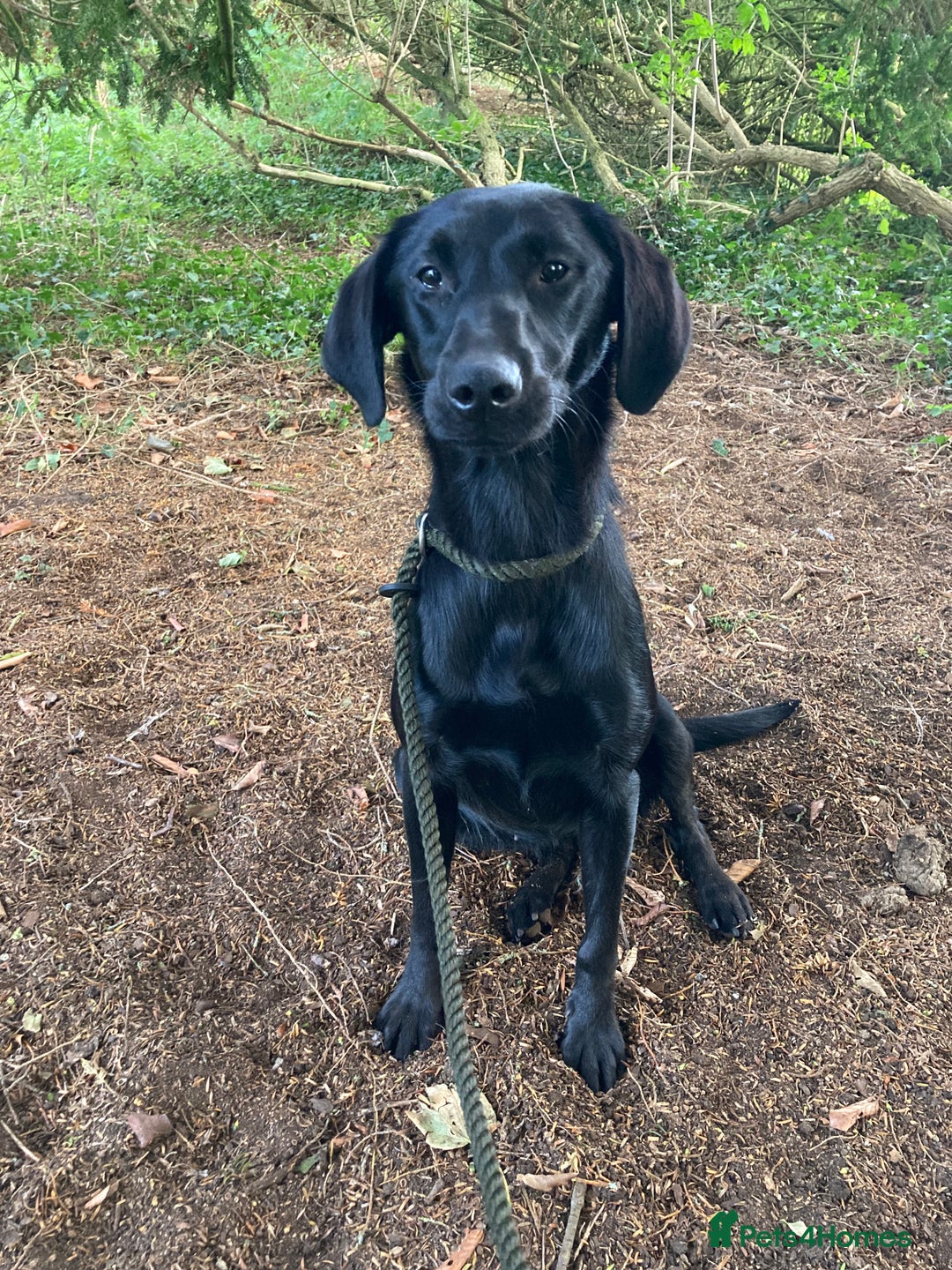 Mixed Breed dogs for sale: Stunning Work Labrador Mix  - Image 5