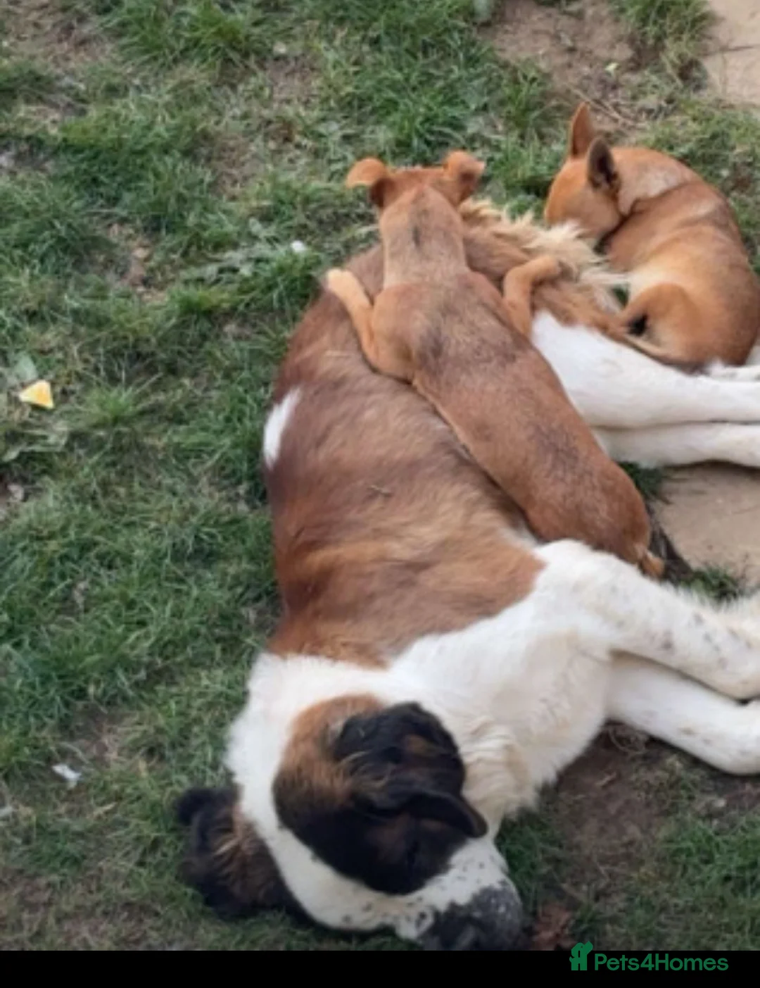 Saint Bernard dogs for stud: Text if interested  - Advert 3