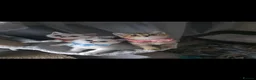 British Shorthair cats for sale: British Shorthair kittens  - Advert 9