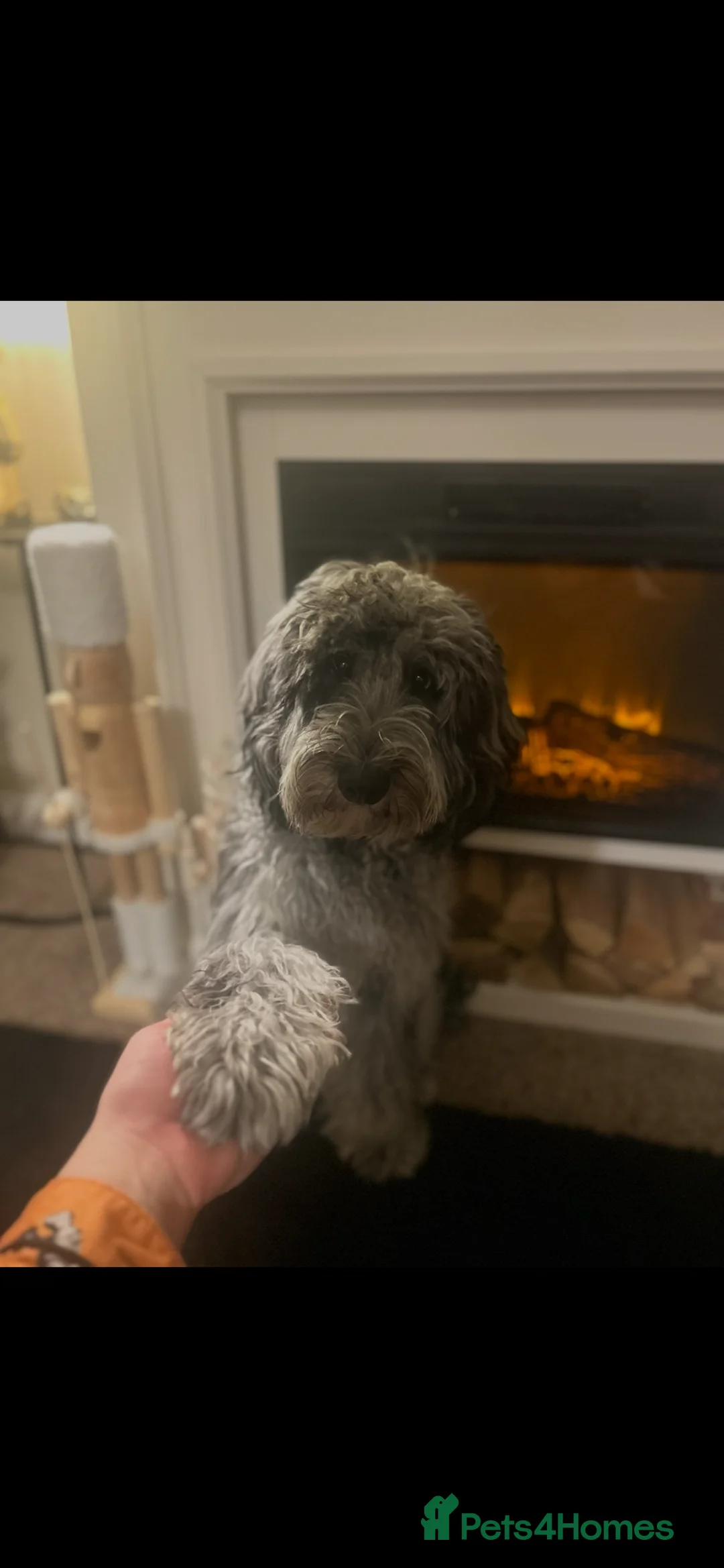 Cockapoo dogs for stud: F2 Cockapoo Stud in Hayling Island - Advert 6