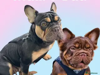 French Bulldog dogs ** French Bulldogs in Chocolate & Tan and Rojo - Advert 1