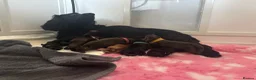 Cocker Spaniel dogs for sale: Beautiful Cocker Spaniel Puppy,Only 1 Remaining🐾 - Advert 6