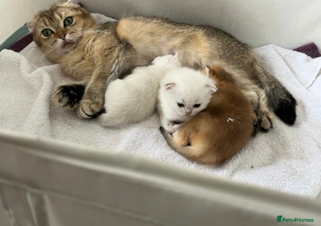 British Shorthair cats for sale: Adorable kitten for sale - Image 4