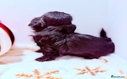 Shih Tzu dogs for sale: 3x Beautiful Pedigree Imperial Shih Tzu Girls - Advert 27