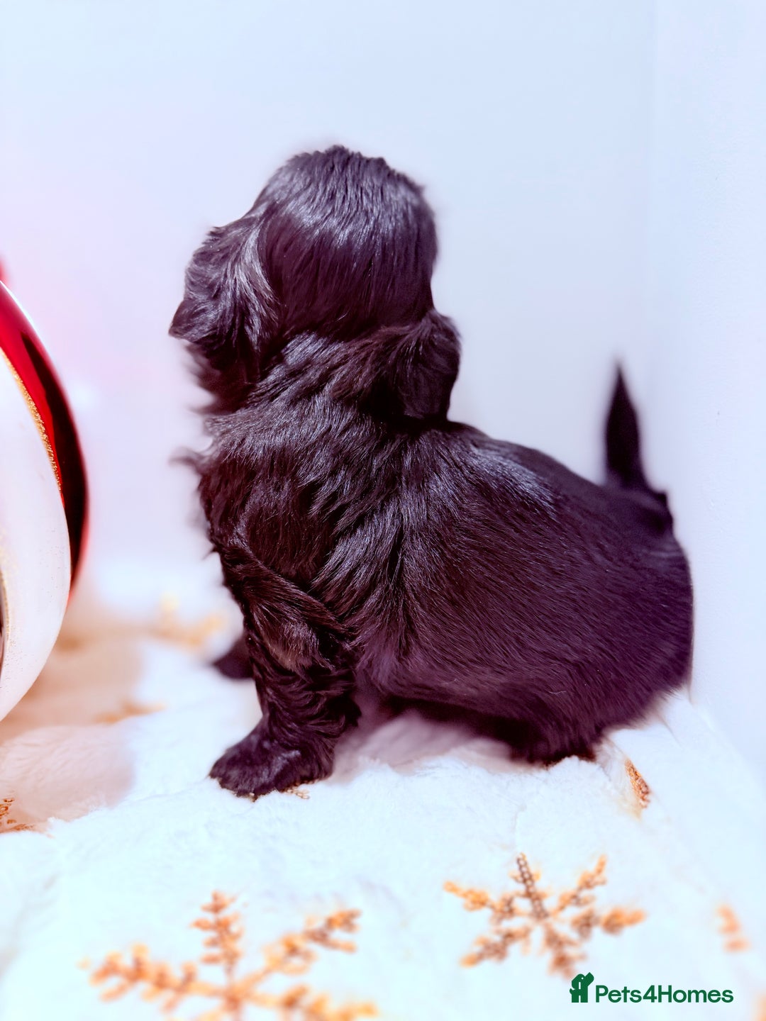 Shih Tzu dogs for sale: 3x Beautiful Pedigree Imperial Shih Tzu Girls - Advert 27