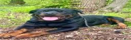 Rottweiler dogs for sale: Only 4 Beautiful Rottweiler Pups Ready in 2 weeks  - Advert 13