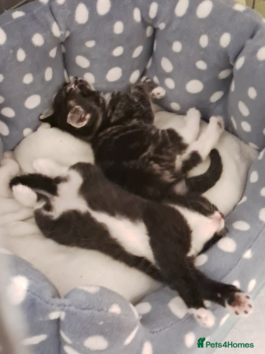 Mixed Breed cats for sale: Beautiful female kitten - Image 3