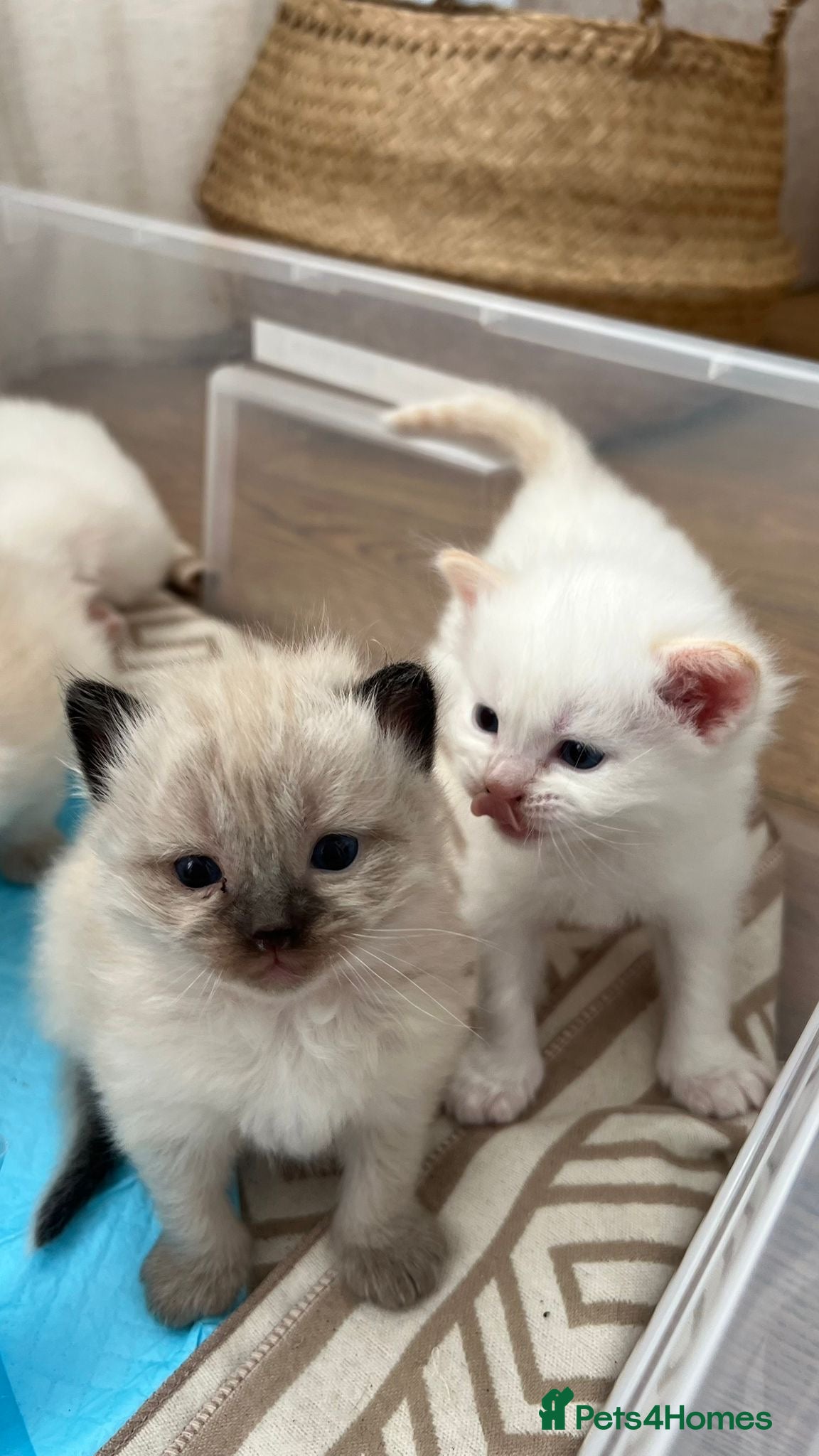 Ragdoll cats Ragdoll kittens for sale🎀 - Advert 8