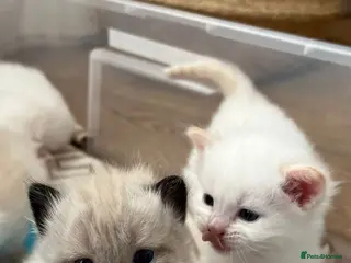 Ragdoll cats Ragdoll kittens for sale🎀 - Advert 4