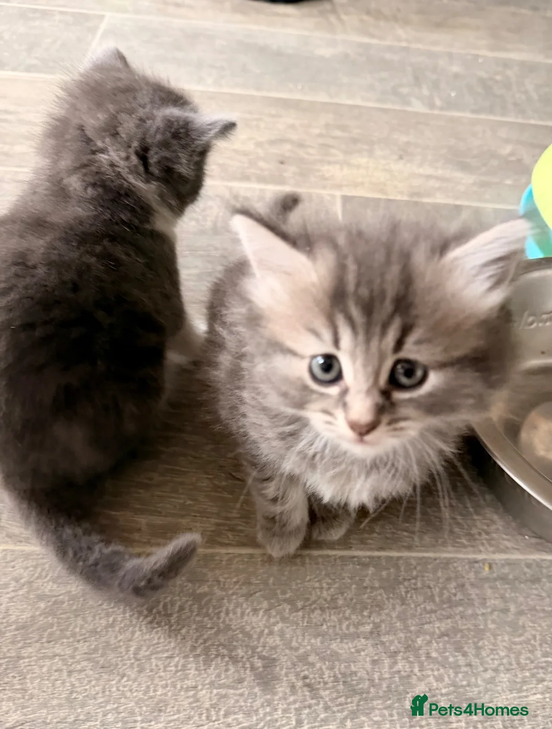 Mixed Breed cats for sale: Ragdoll cross female  - Advert 7