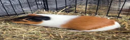 Guinea Pig rodents for sale: Bonded Male Guinea Pig Pair (Brothers) 11 weeks in Lincoln - Advert 4