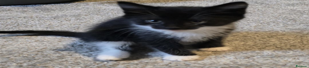 Bombay Kitten 2