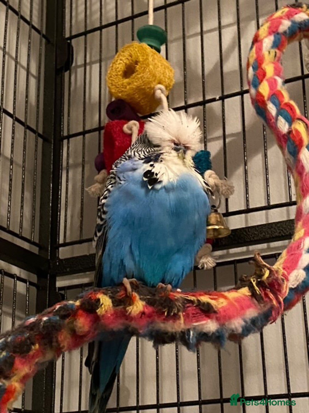 Budgerigars birds for sale: Beautiful champion blood budgie  - Image 3