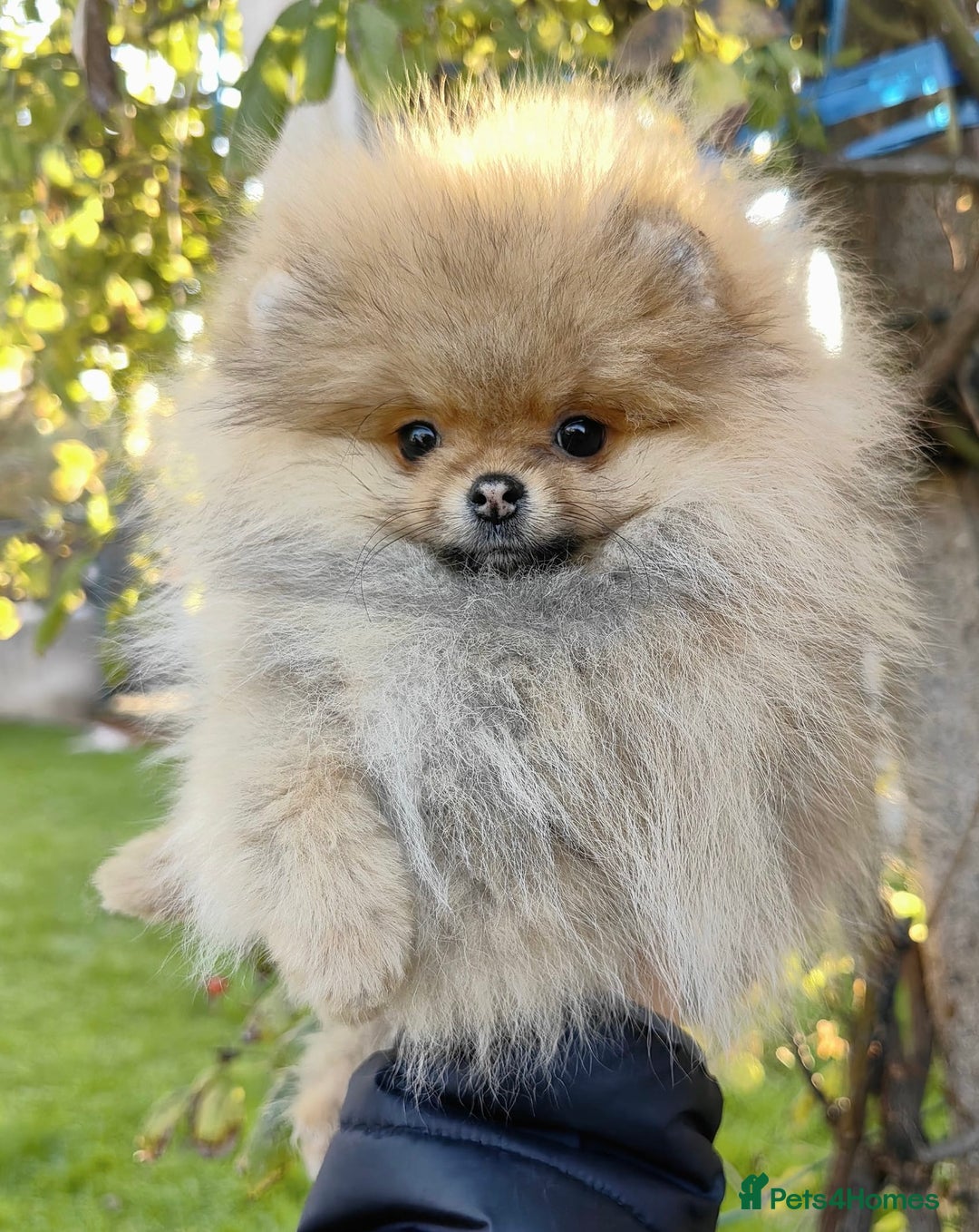 Pomeranian dogs for sale: Beautiful Pomeranian puppies - Advert 3