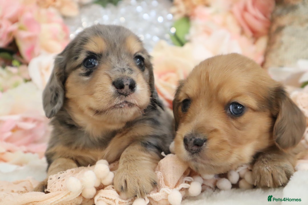 Miniature Dachshund dogs for sale: KC Registered Miniature Dachshund Puppies - Image 4