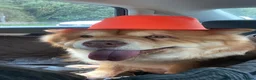 Chow Chow dogs for sale: 3 years old chow chow available for adoption - Advert 3
