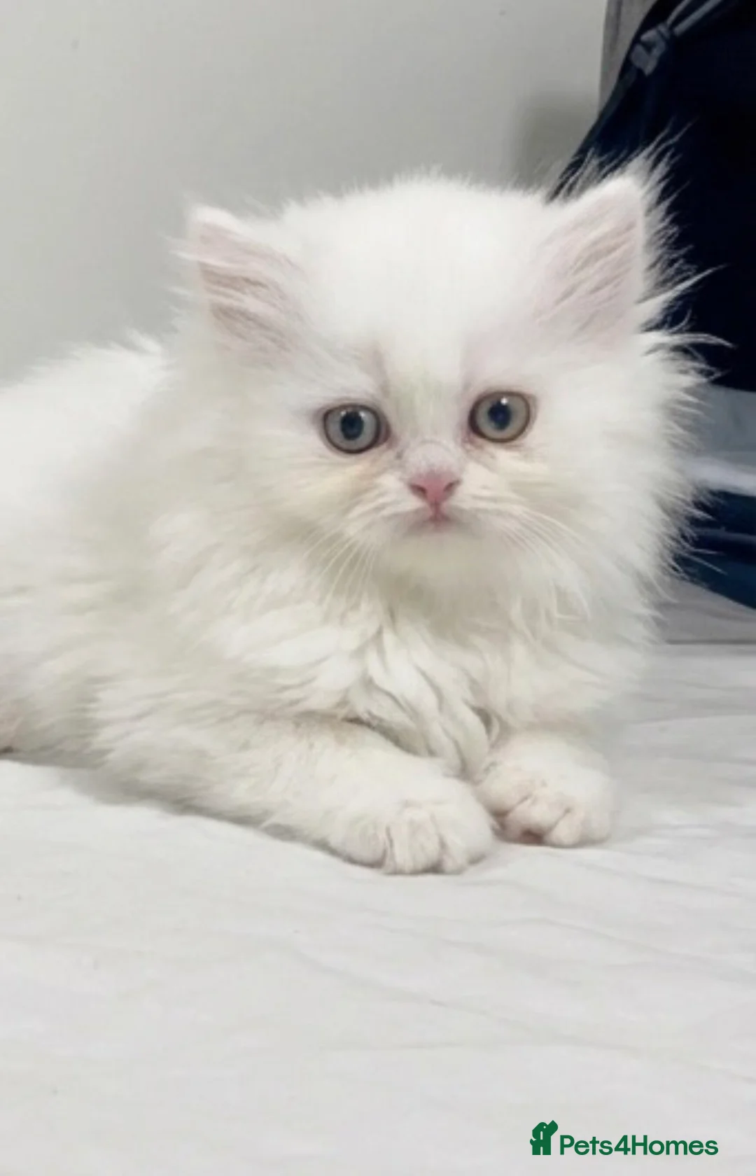 Persian cats for sale: Beautiful White Persian Kitten Fully Vaccinated - Advert 5