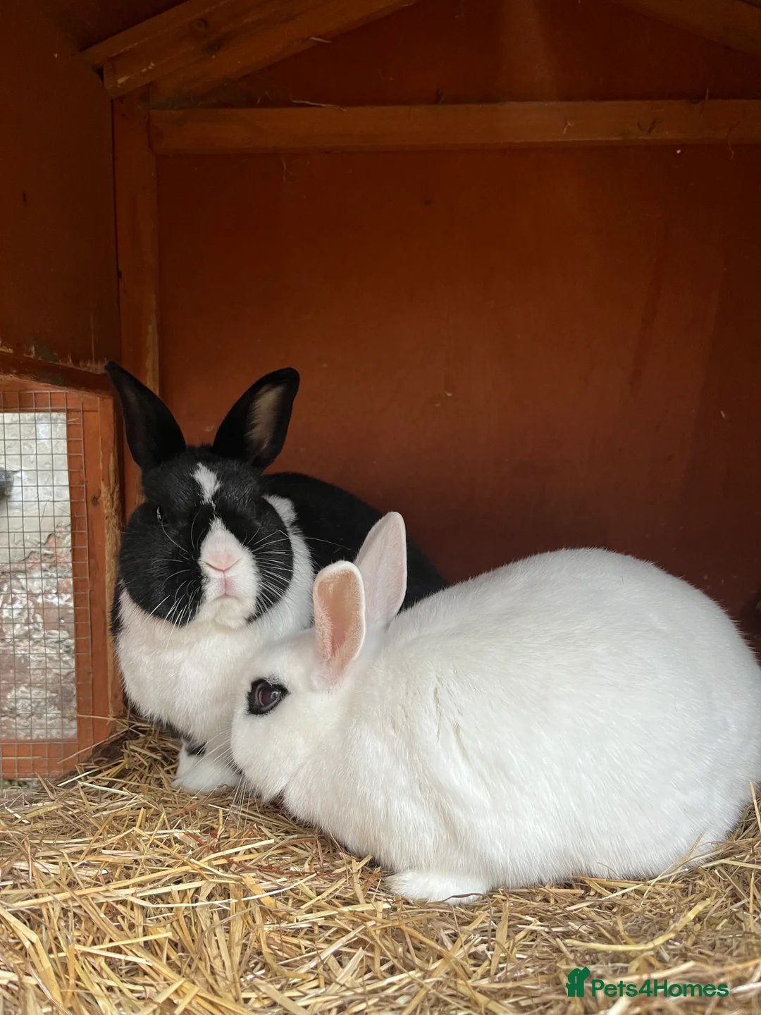 Mixed Breed rabbits for sale: Rabbit bond for sale  - Advert 1