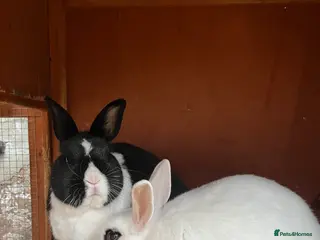 Mixed Breed rabbits Rabbit bond for sale - Advert 1