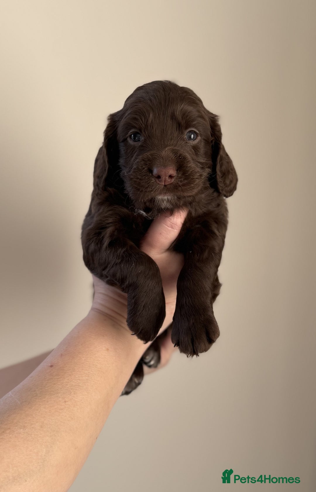 Cocker Spaniel dogs for sale: Working Cocker Spaniel puppies - Advert 4