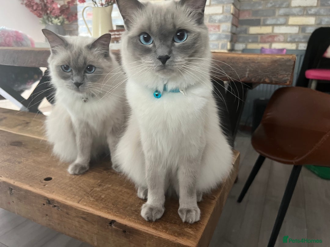 Ragdoll cats for sale: Mother & Daughter Ragdoll in Batley - Image 1
