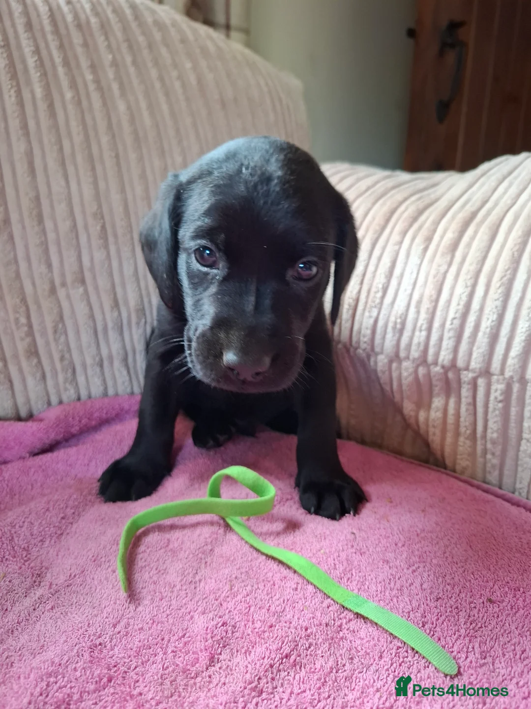 Labrador Retriever dogs for sale: LABRADOR PUPPIES FOR SALE  - Advert 17