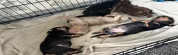 Mixed Breed dogs for sale: French bulldog cross dachsaund - Advert 8
