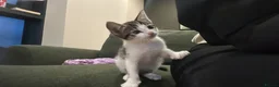 Mixed Breed cats for sale: 12 week kitten for sale - Advert 4