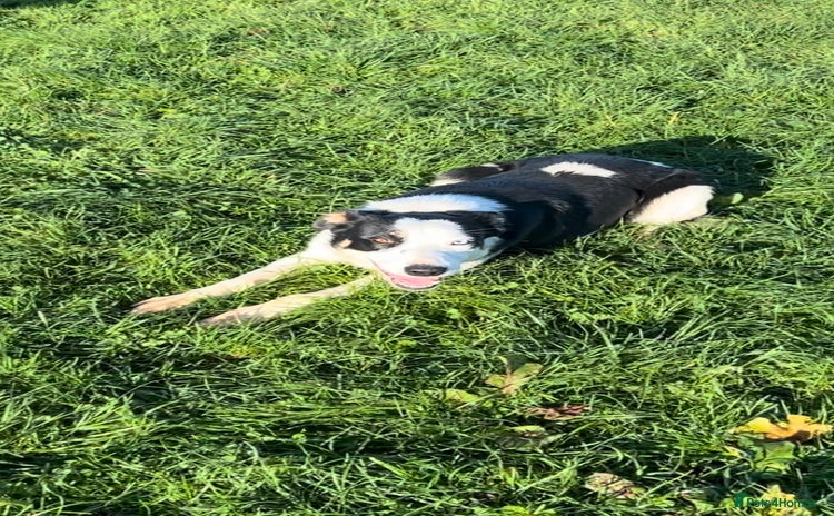 Border Collie dogs - Advert 2