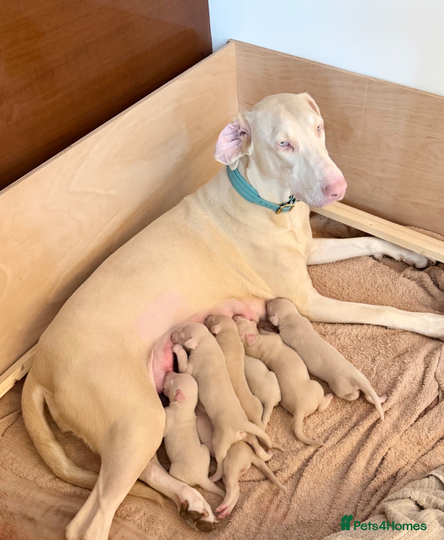 Dobermann dogs Stunning white doberman puppies for sale! - Advert 8