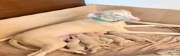 Dobermann dogs for sale: Stunning white doberman puppies for sale! in London - Advert 1