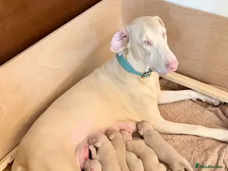 Dobermann dogs Stunning white doberman puppies for sale! - Advert 2