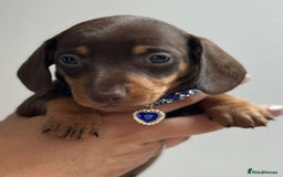 Miniature Dachshund dogs for sale: Beautiful smooth haired miniature dachshunds - Image 4